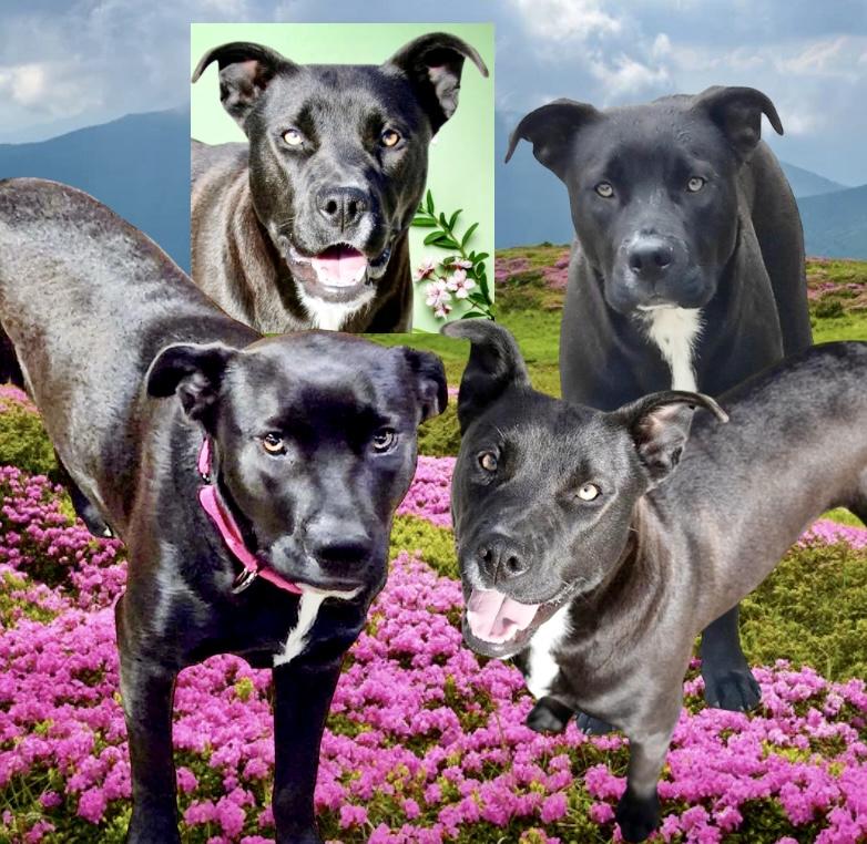 Enlarge Amber, a Adoptable mixed breed in Westfield, NY image 3/6