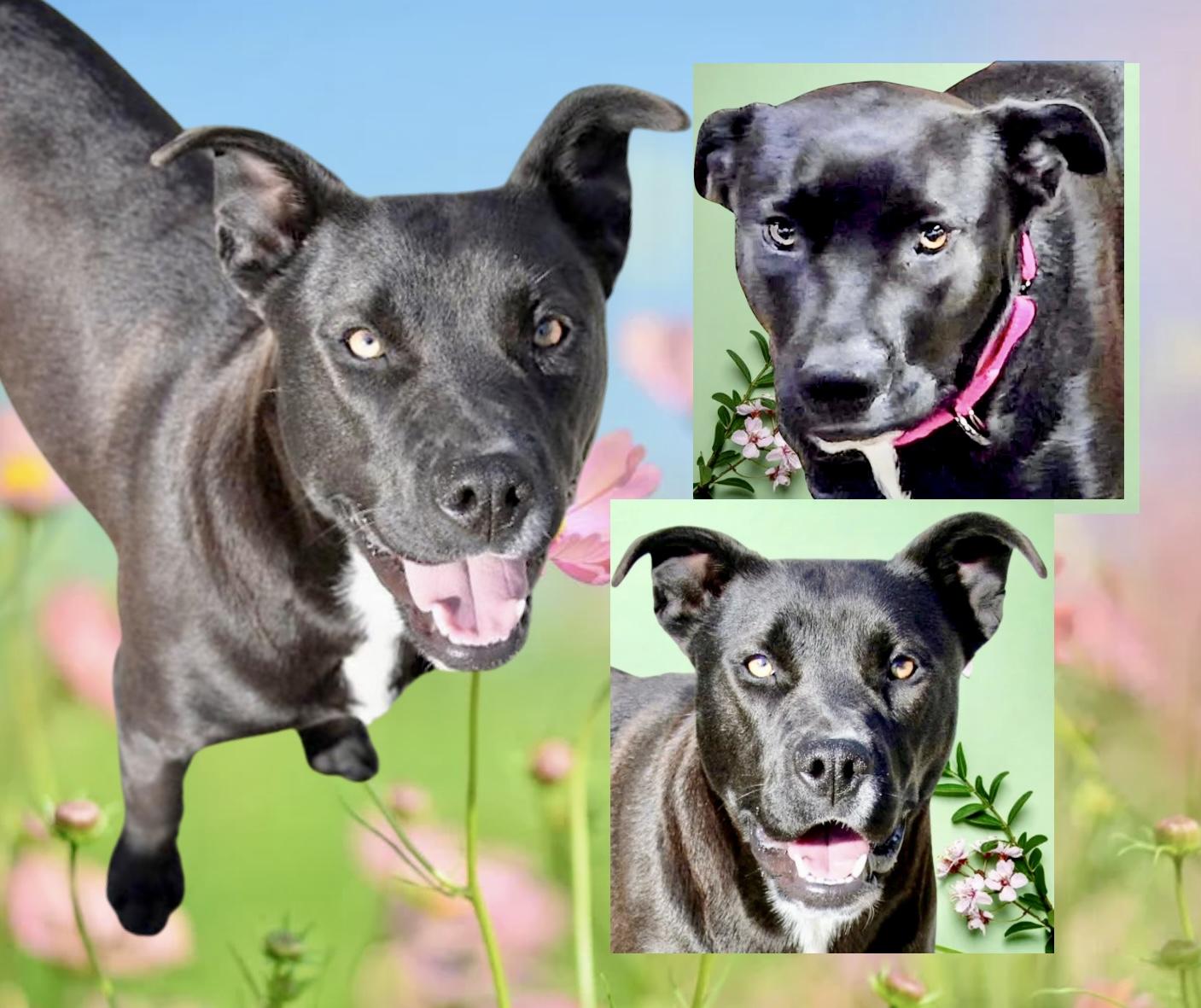 Amber, Adoptable, Adult Female Labrador Retriever & Bulldog.