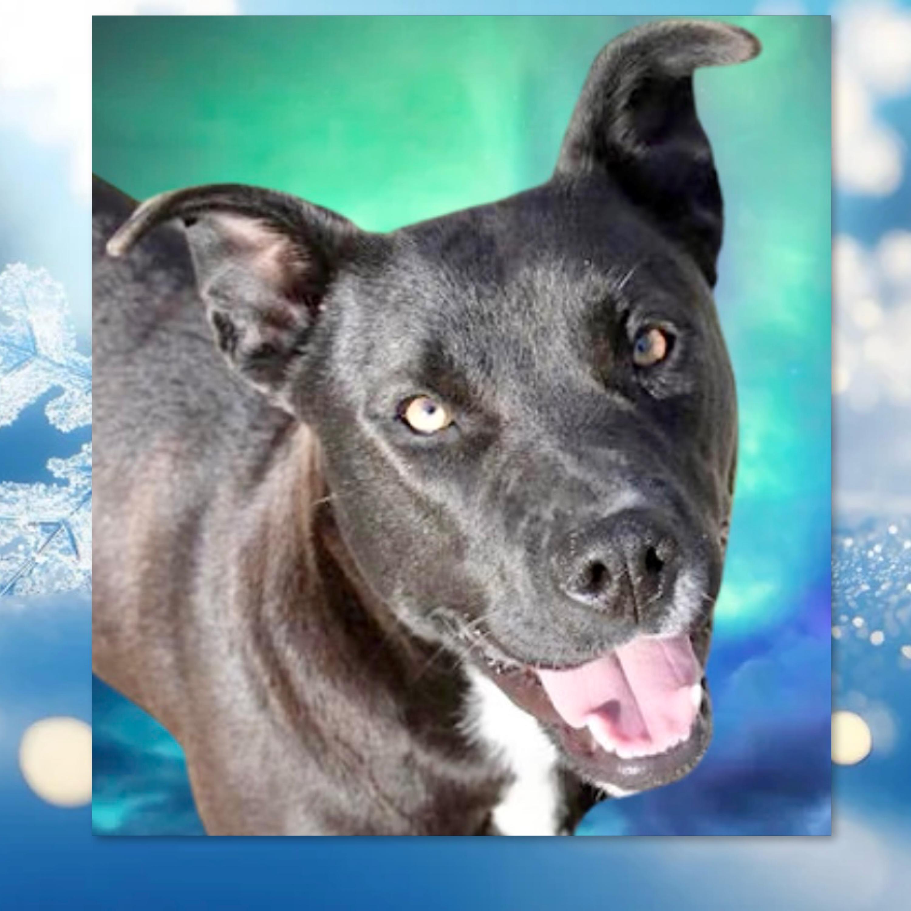 Enlarge Amber, a Adoptable mixed breed in Westfield, NY image 2/6