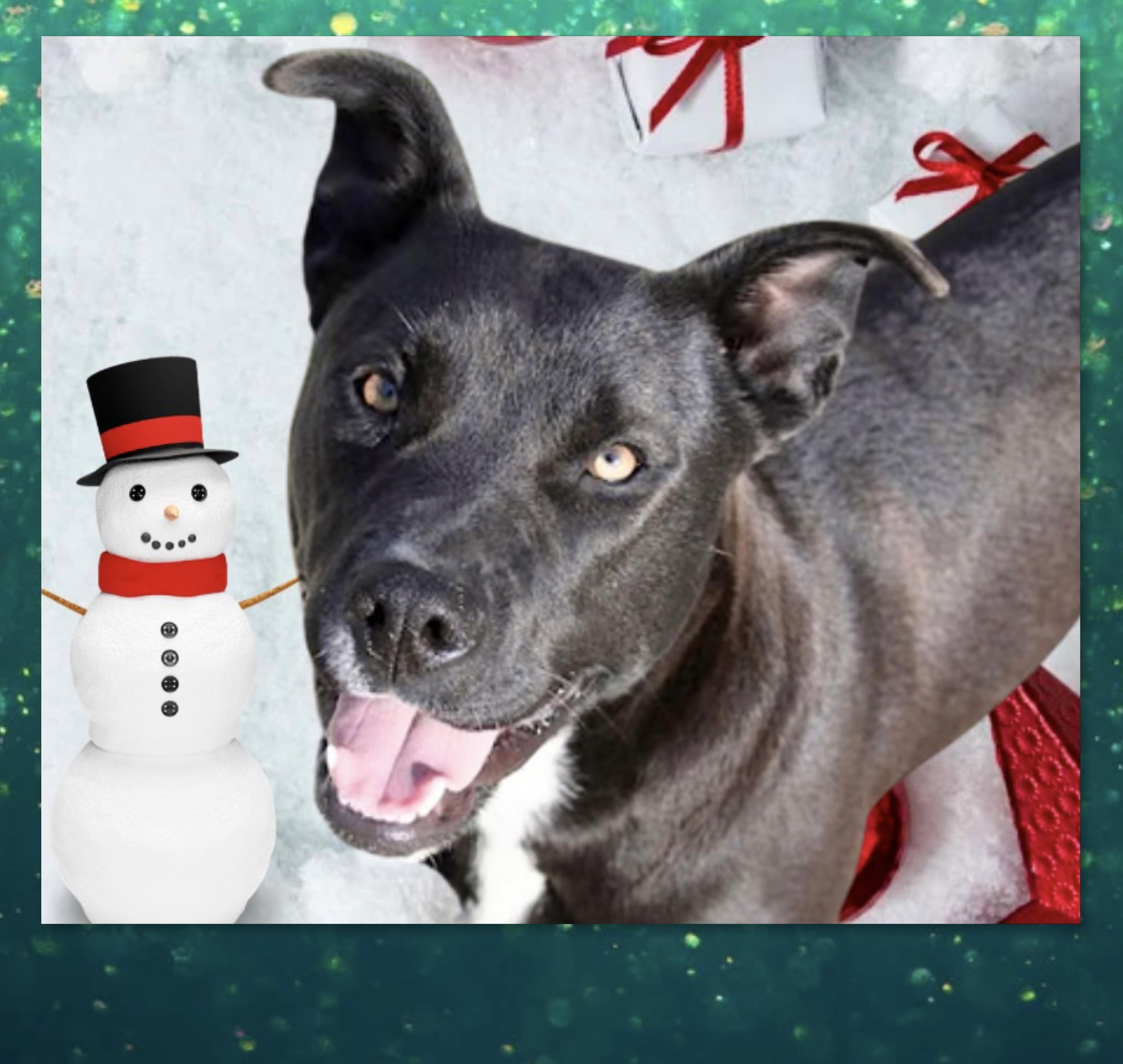 Enlarge Amber, a Adoptable mixed breed in Westfield, NY image 1/3