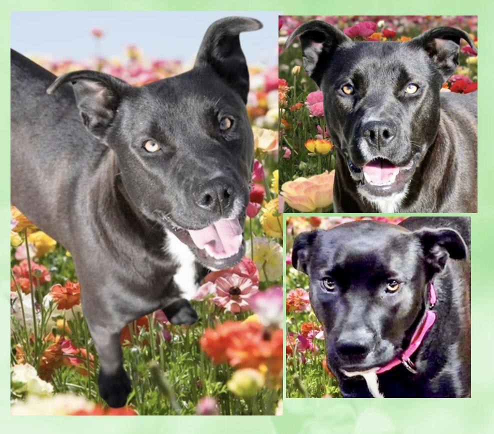 Amber, Adoptable, Adult Female Labrador Retriever & Bulldog.