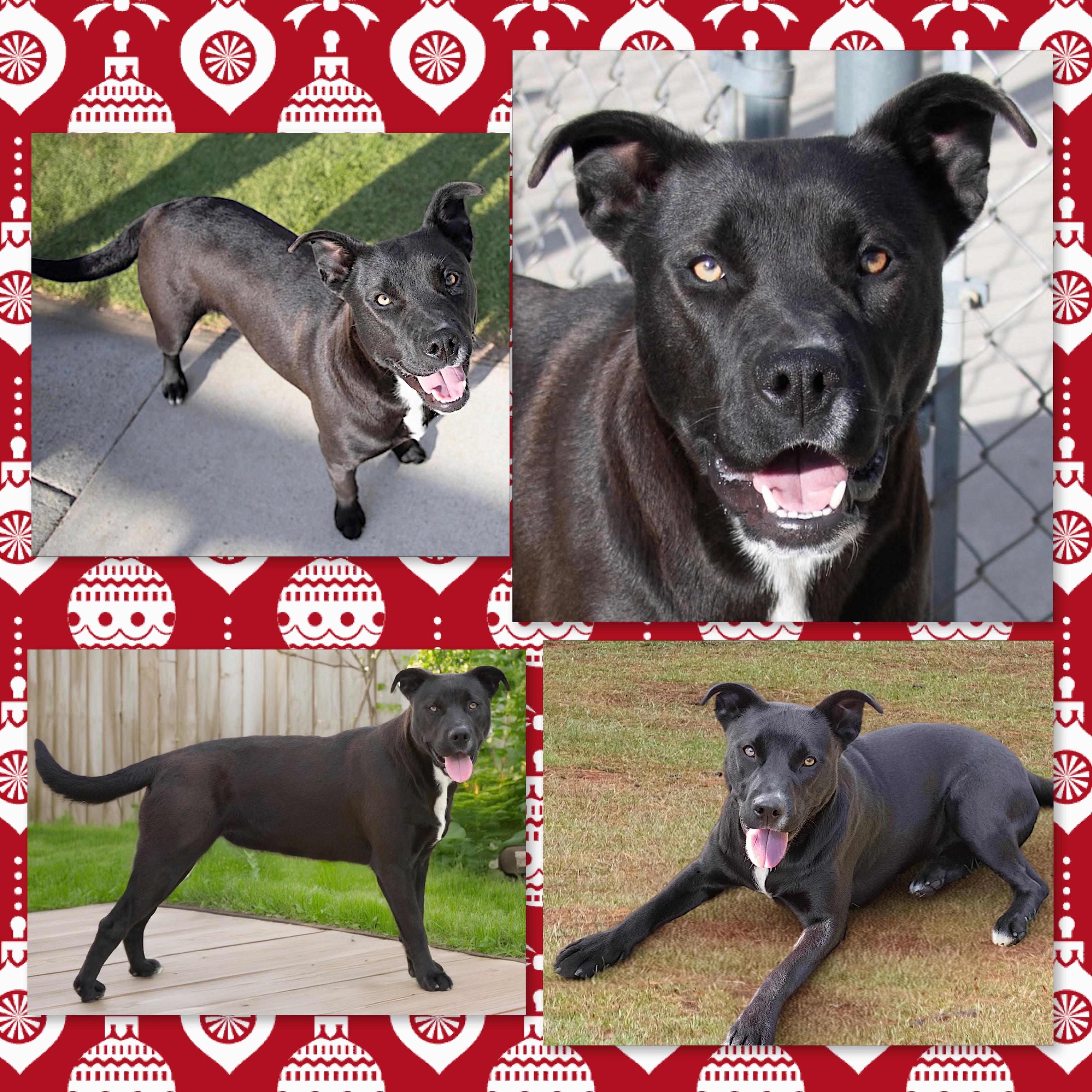 Enlarge Amber, a Adoptable mixed breed in Westfield, NY image 2/3