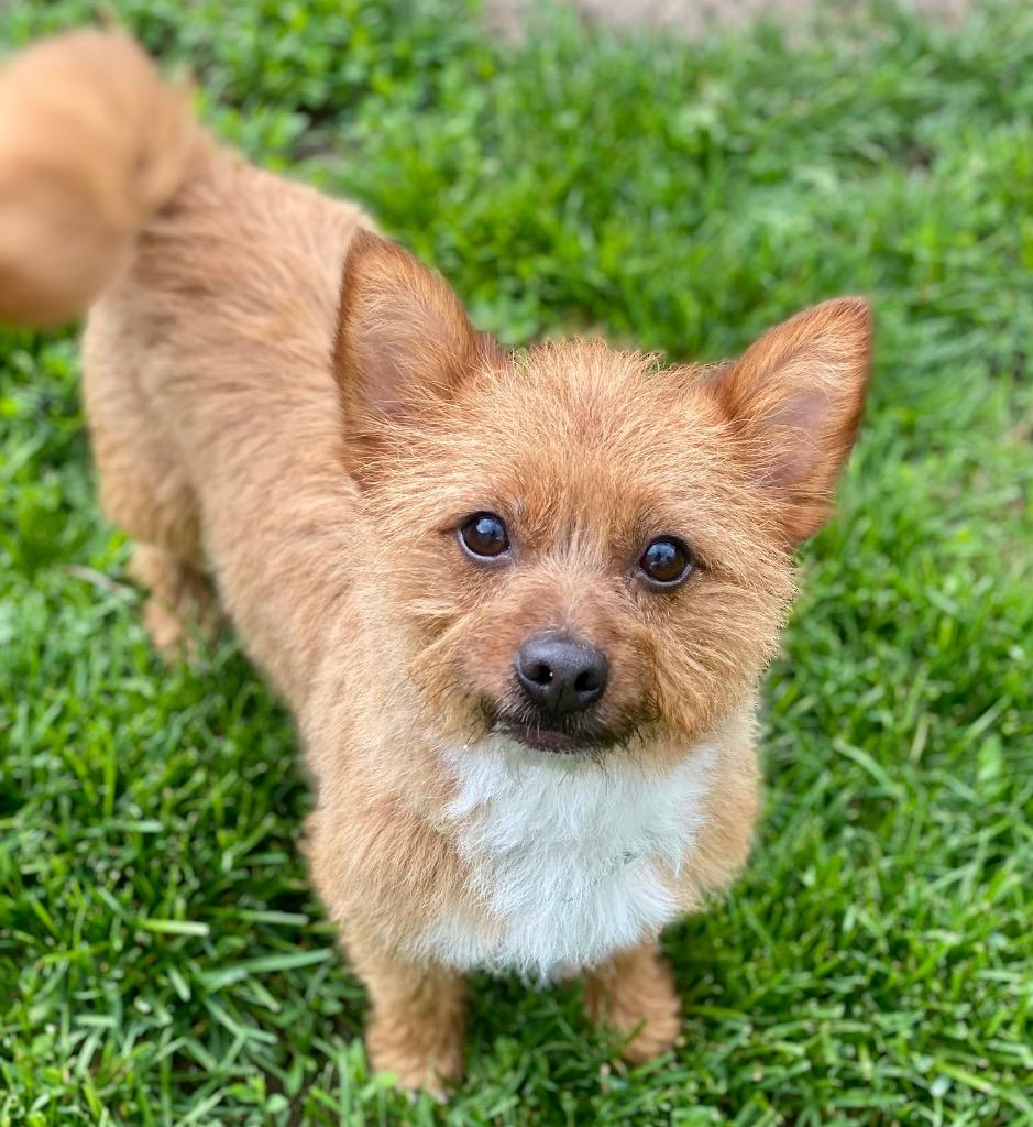 Pepe, Adoptable, Young Male Cairn Terrier.