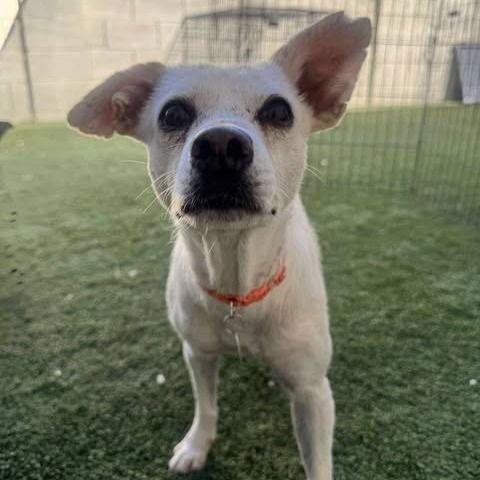 Enlarge Holly, a Adopted Chihuahua in Phoenix, AZ image 1/2