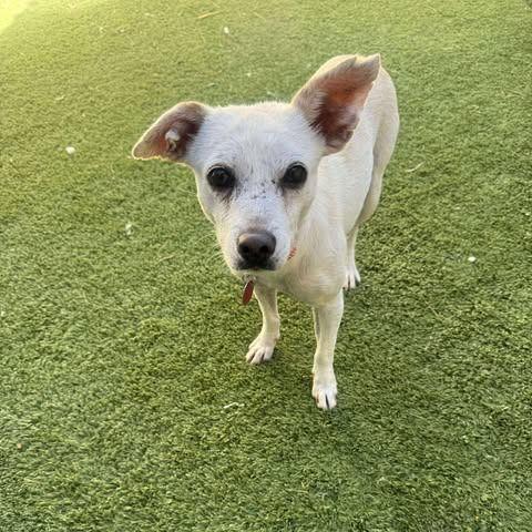 Enlarge Holly, a Adopted Chihuahua in Phoenix, AZ image 2/2