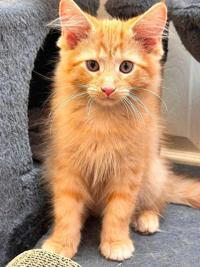 LARRY, Adoptable, Kitten Male Domestic Medium Hair.