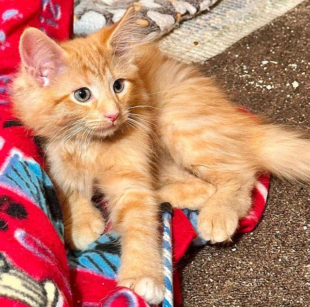 LARRY, a Adoptable Domestic Medium Hair in Powder Springs, GA image 2/3