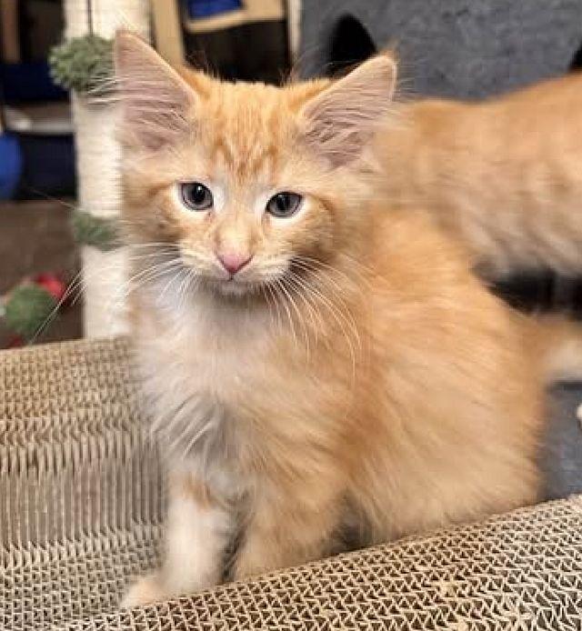 LARRY, a Adoptable Domestic Medium Hair in Powder Springs, GA image 3/3