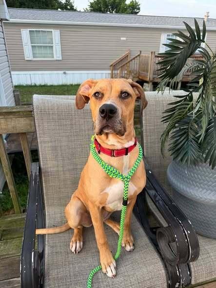 Freddie, Adoptable, Puppy Female Mixed Breed.