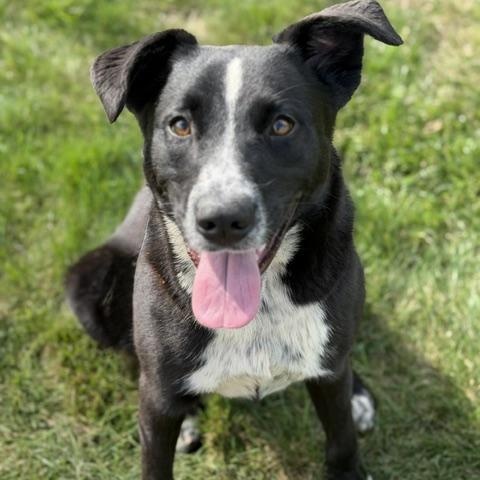ADDIE, Adoptable, Young Female Mixed Breed.