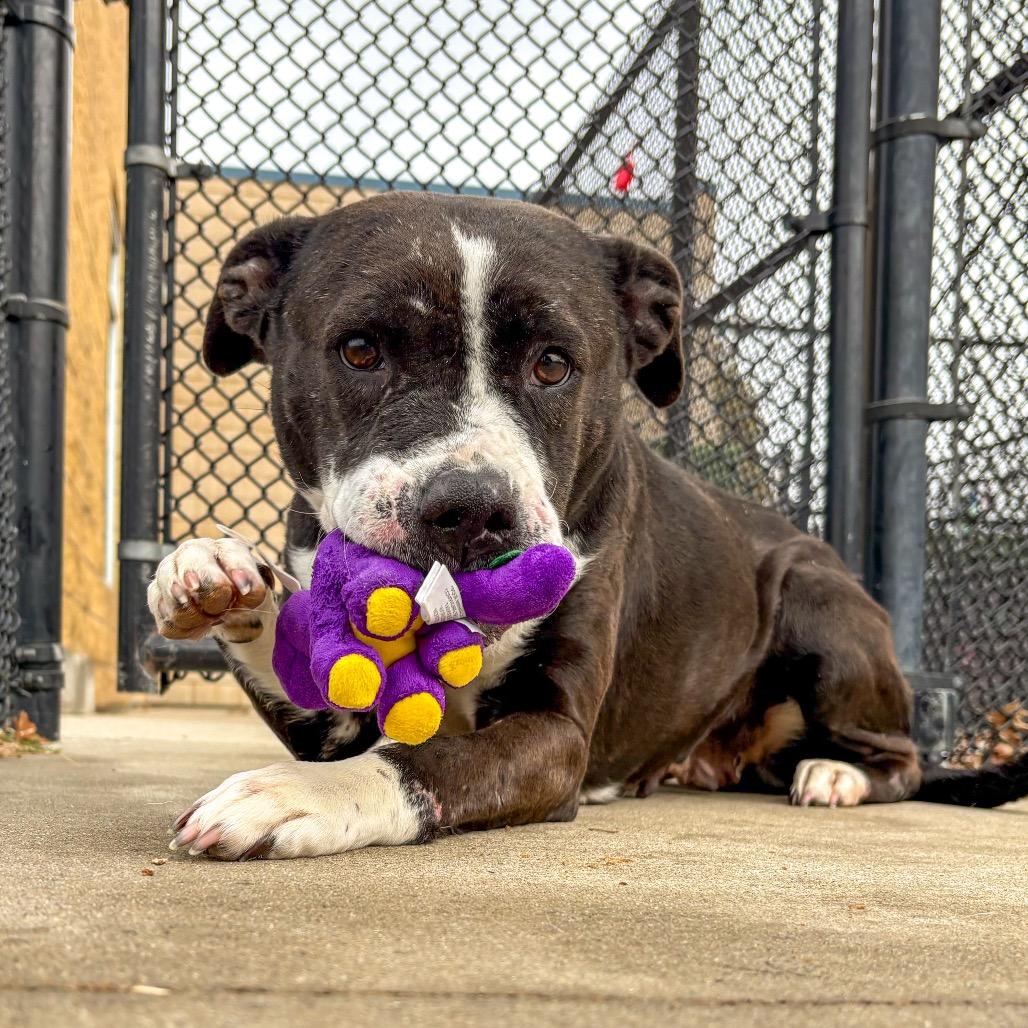 Doris, Adoptable, Senior Female Pit Bull Terrier.
