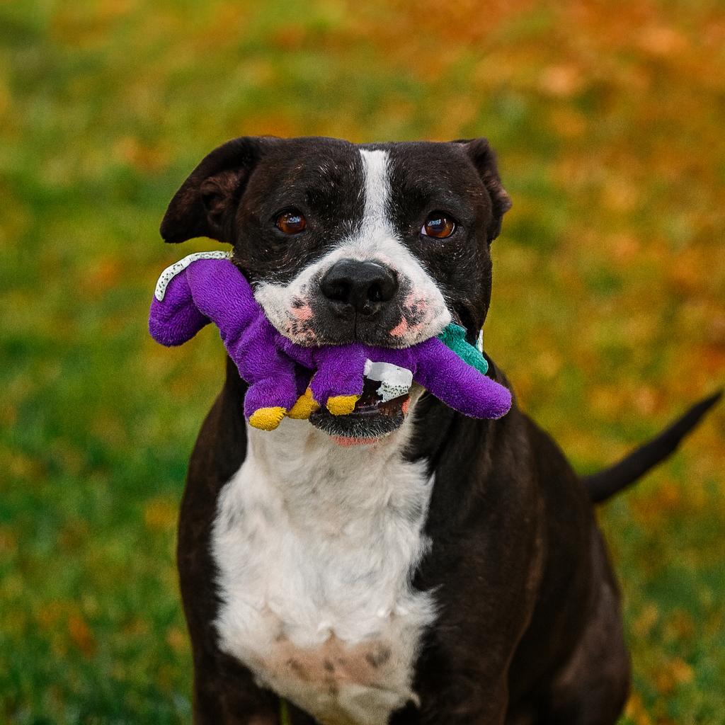 Enlarge Doris, a Adoptable Pit Bull Terrier in Norman, OK image 2/6