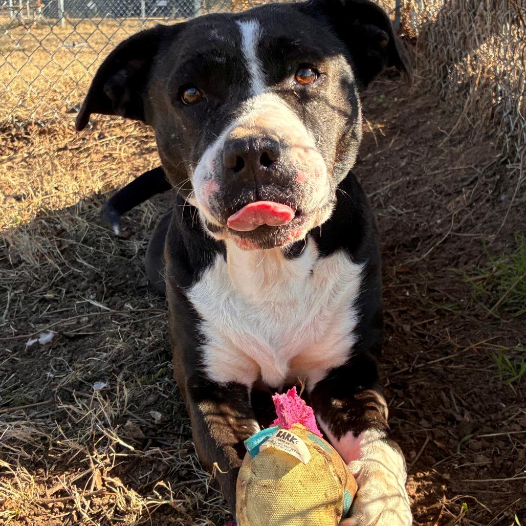 Enlarge Doris, a Adoptable Pit Bull Terrier in Norman, OK image 4/6