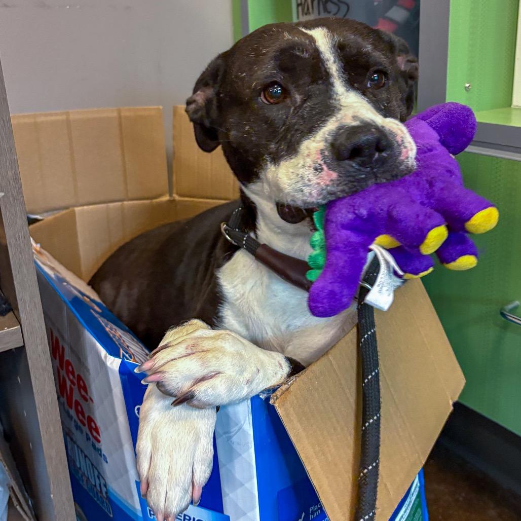 Enlarge Doris, a Adoptable Pit Bull Terrier in Norman, OK image 5/6