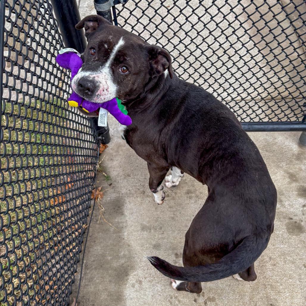 Enlarge Doris, a Adoptable Pit Bull Terrier in Norman, OK image 6/6