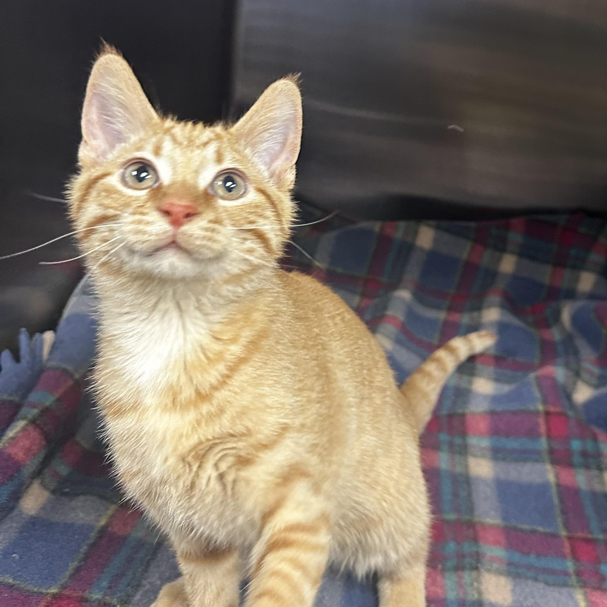 Enlarge Spud, a ADOPTABLE Domestic Short Hair in Toledo, OH image 3/6