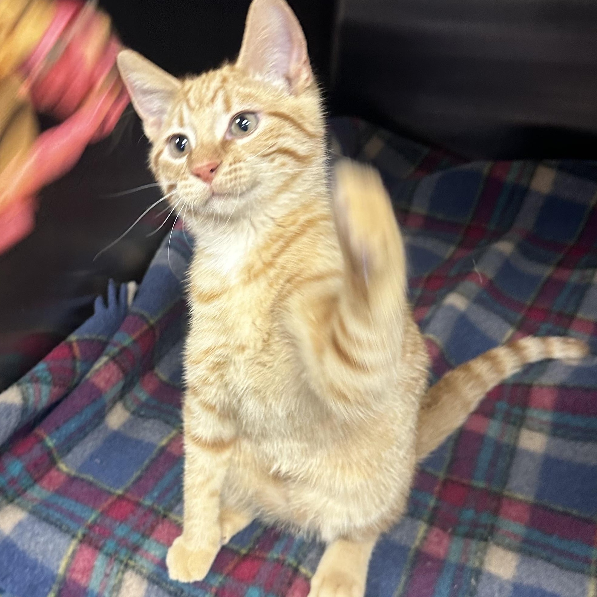 Enlarge Spud, a ADOPTABLE Domestic Short Hair in Toledo, OH image 4/6