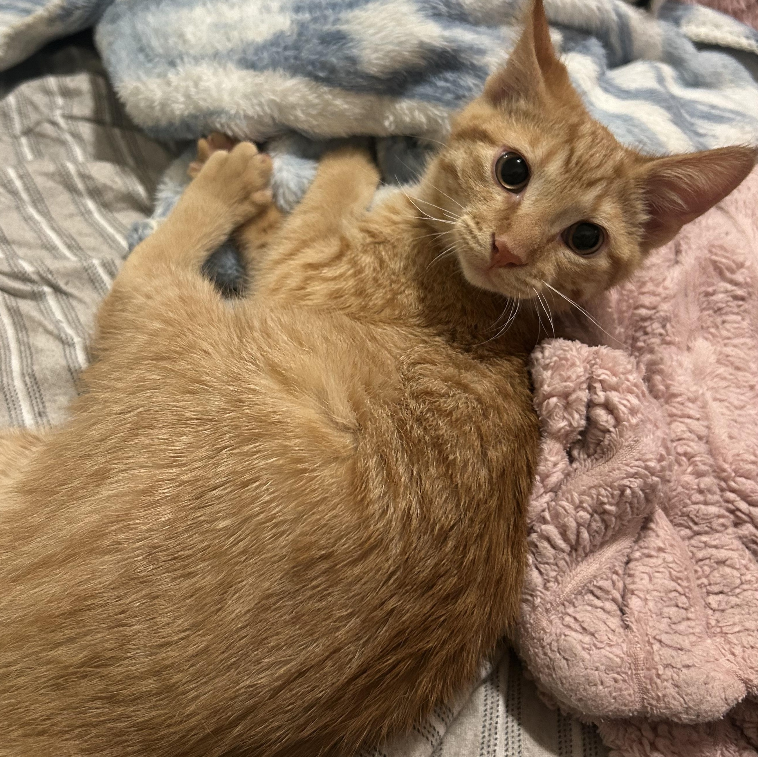 Enlarge Spud, a ADOPTABLE Domestic Short Hair in Toledo, OH image 6/6