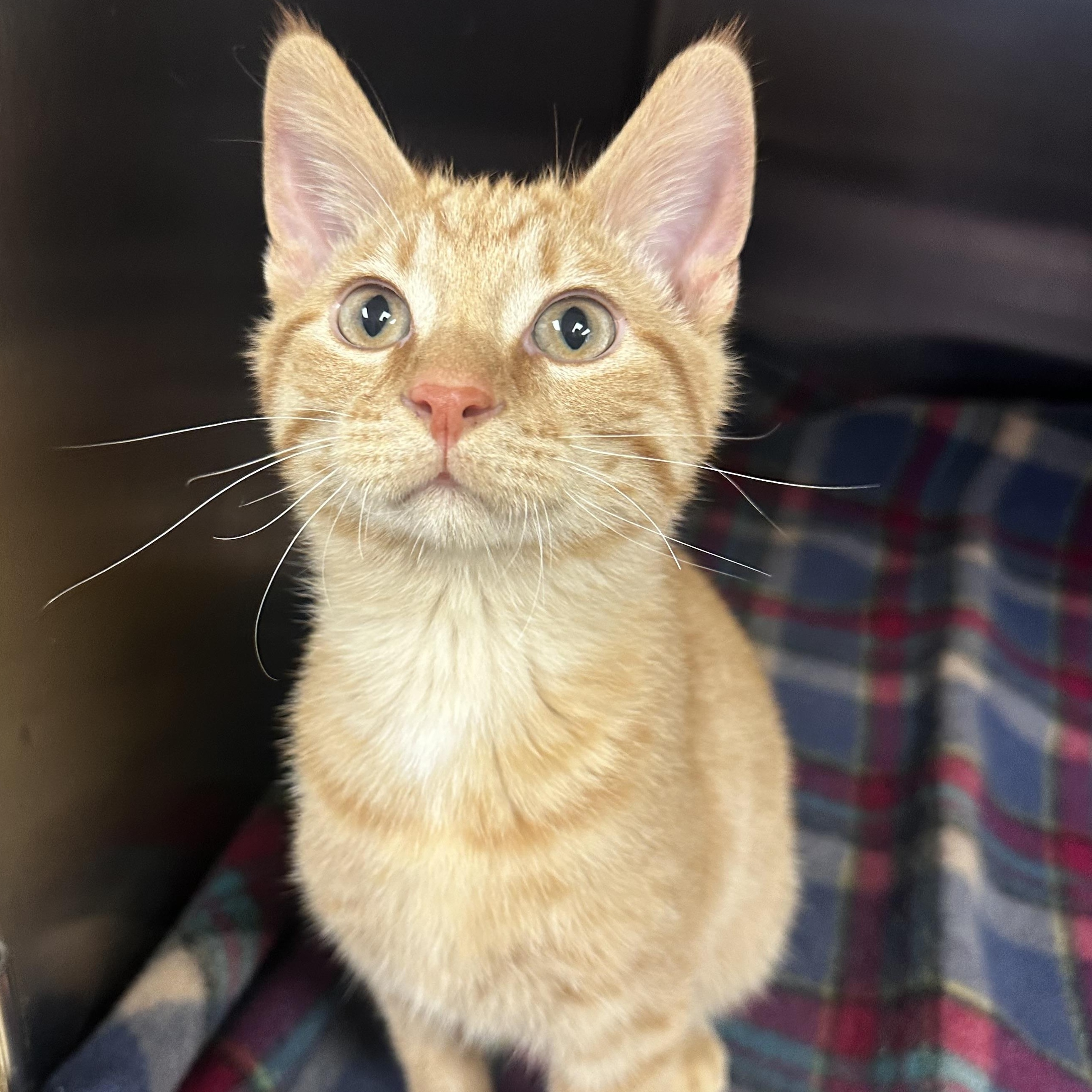 Enlarge Spud, a ADOPTABLE Domestic Short Hair in Toledo, OH image 1/6