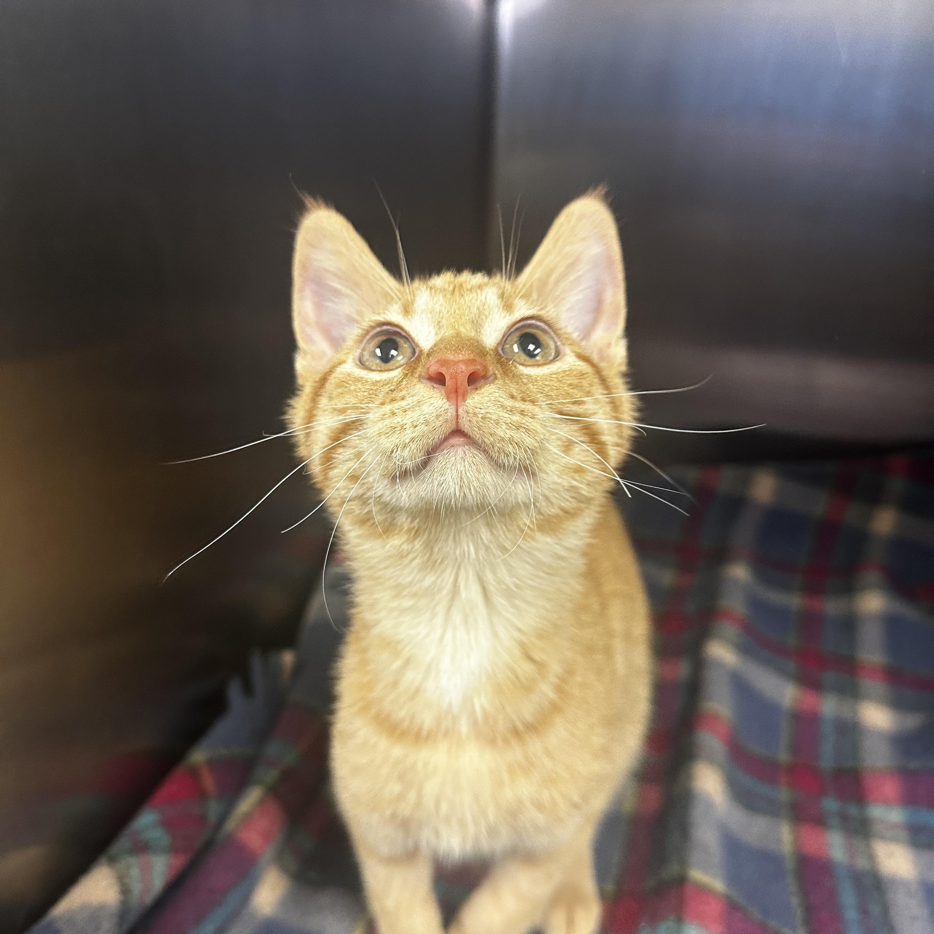 Enlarge Spud, a ADOPTABLE Domestic Short Hair in Toledo, OH image 2/6