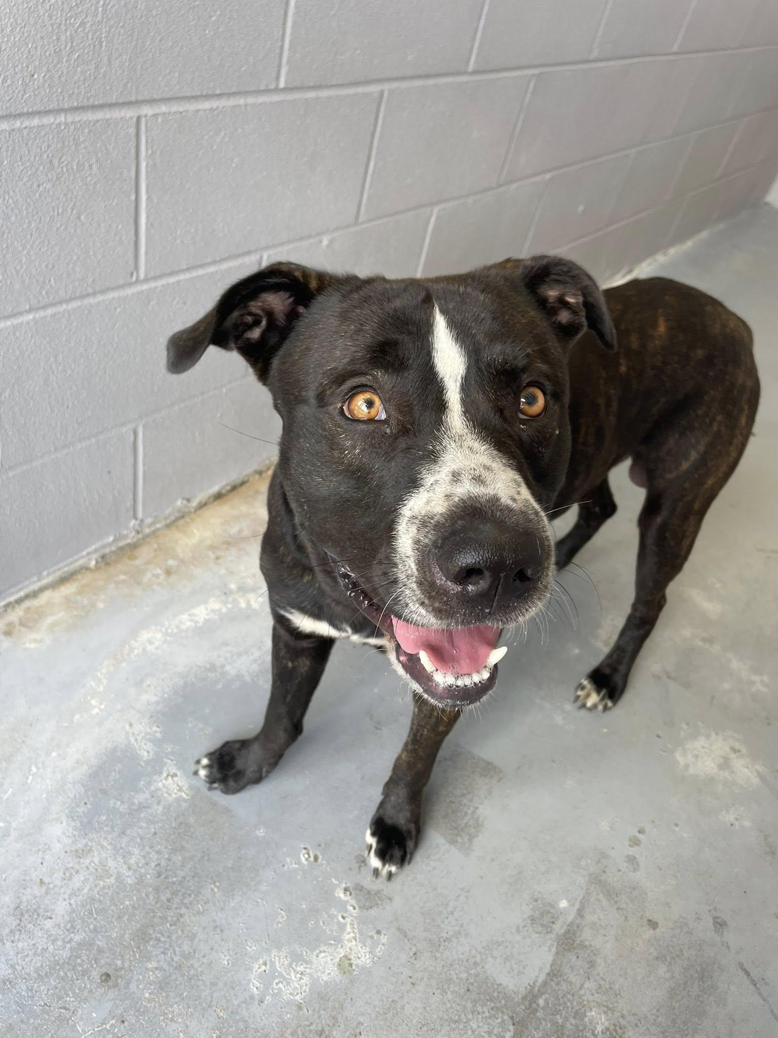 Jack, Adult Male Mixed Breed