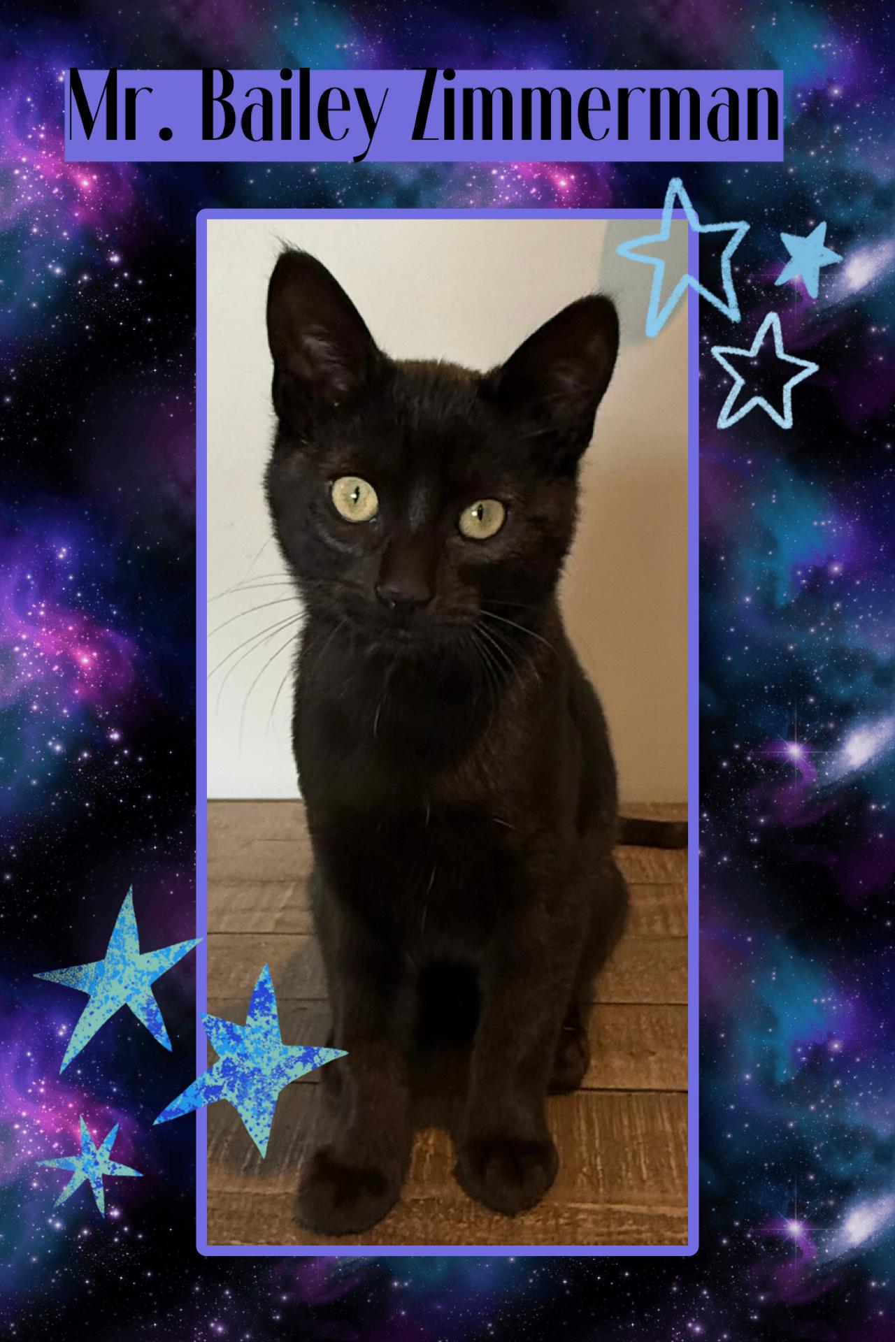 Bailey Zimmerman, ADOPTABLE, Kitten Male Domestic Short Hair.
