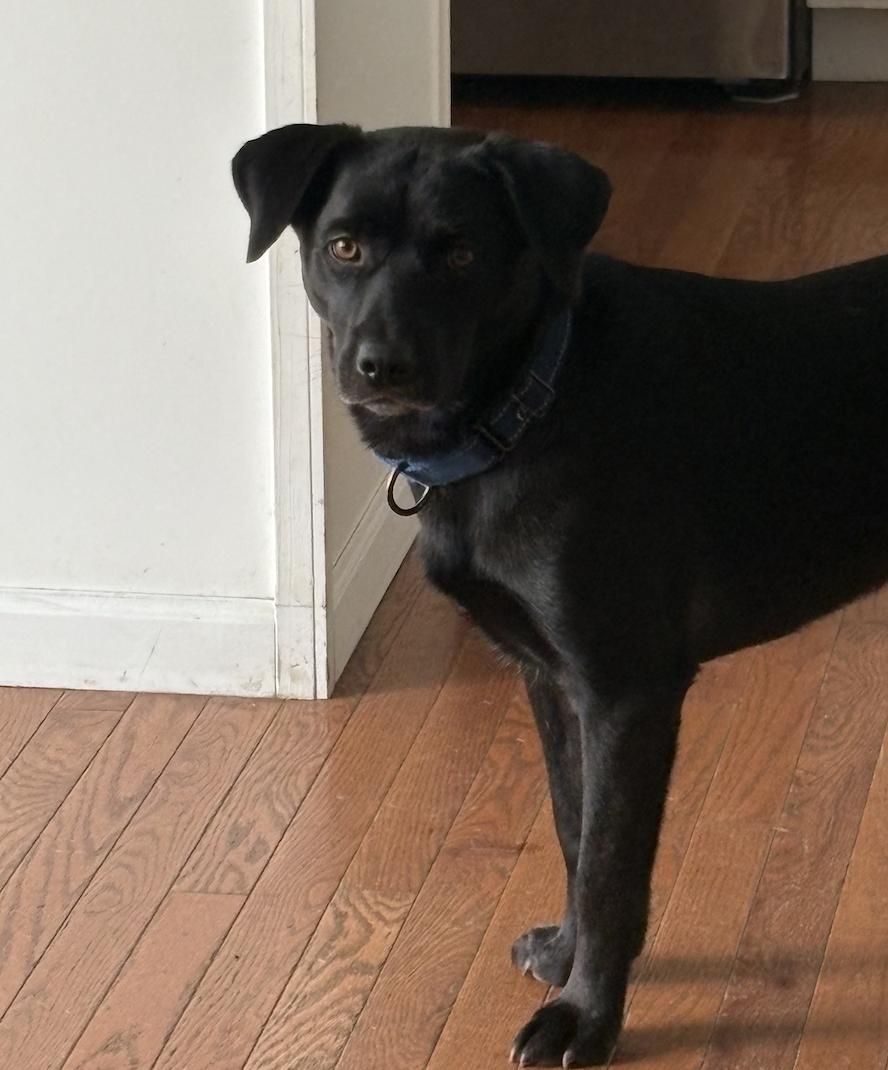 Enlarge Blackie, a ADOPTABLE mixed breed in Plainfield, IL image 4/4