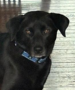 Enlarge Blackie, a ADOPTABLE mixed breed in Plainfield, IL image 2/4