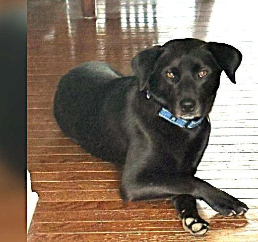 Enlarge Blackie, a ADOPTABLE mixed breed in Plainfield, IL image 1/4