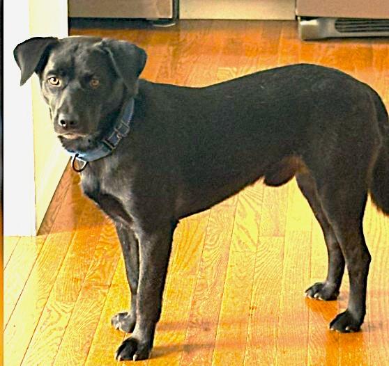 Enlarge Blackie, a ADOPTABLE mixed breed in Plainfield, IL image 3/4