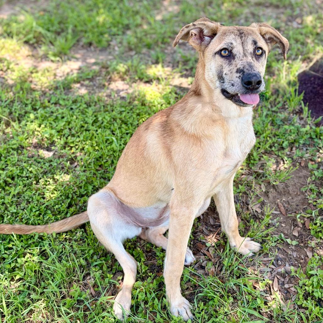 Ahsoka 26-04-084, a Adoptable mixed breed in Bastrop, TX image 1/6