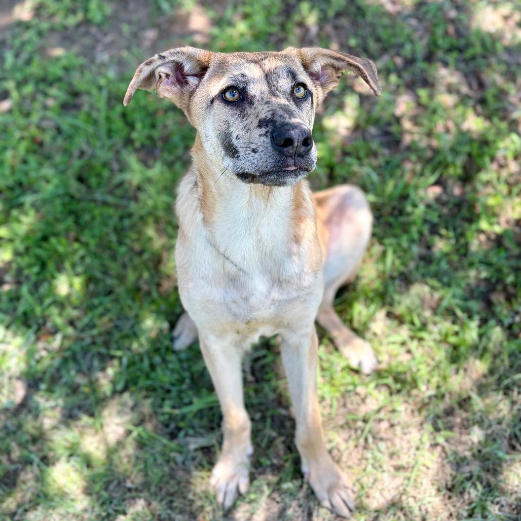 Ahsoka 26-04-084, a Adoptable mixed breed in Bastrop, TX image 2/6