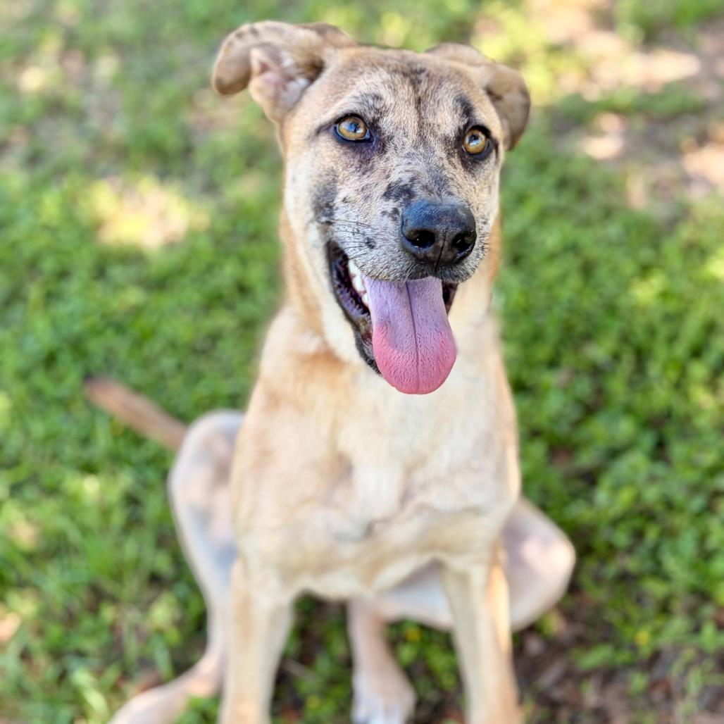 Ahsoka 26-04-084, a Adoptable mixed breed in Bastrop, TX image 3/6
