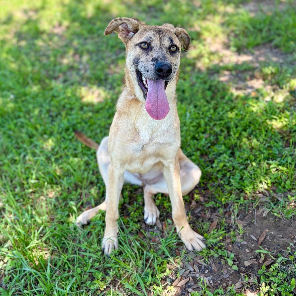 Ahsoka 26-04-084, a Adoptable mixed breed in Bastrop, TX image 4/6