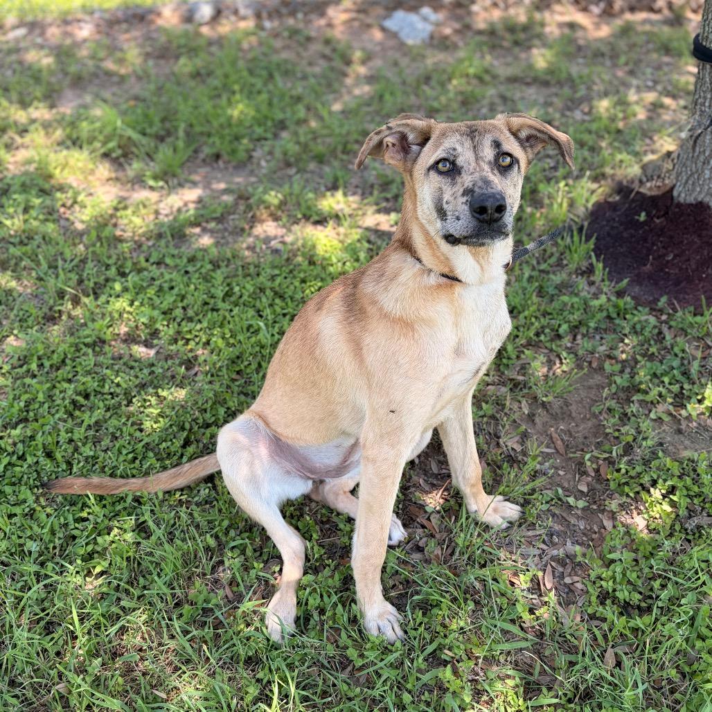 Enlarge Ahsoka 26-04-084, a Adoptable mixed breed in Bastrop, TX image 6/6
