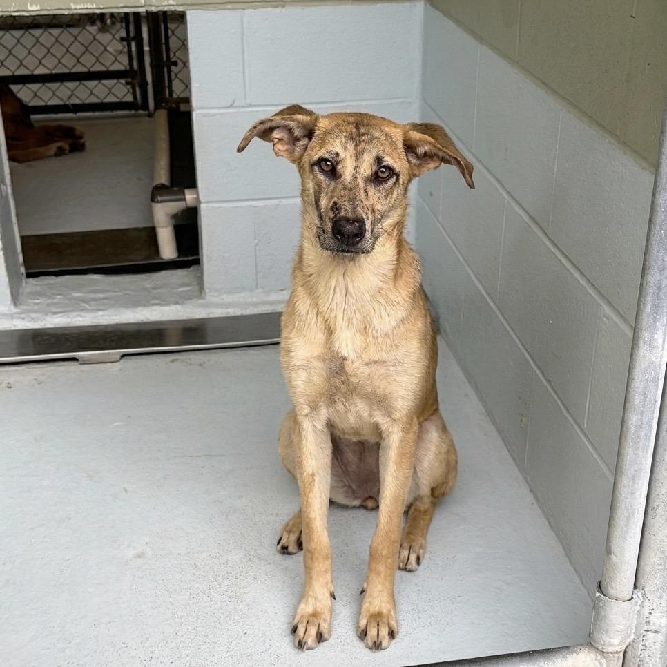Ahsoka 26-04-084, a Adoptable mixed breed in Bastrop, TX image 6/6