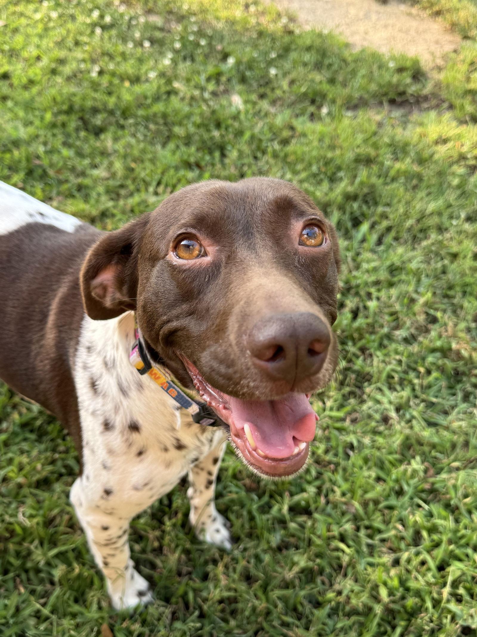 Marley, Adopted, Adult Female German Shorthaired Pointer.