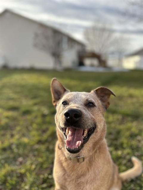 FRECKLES, Adoptable, Adult Male Australian Cattle Dog / Blue Heeler.