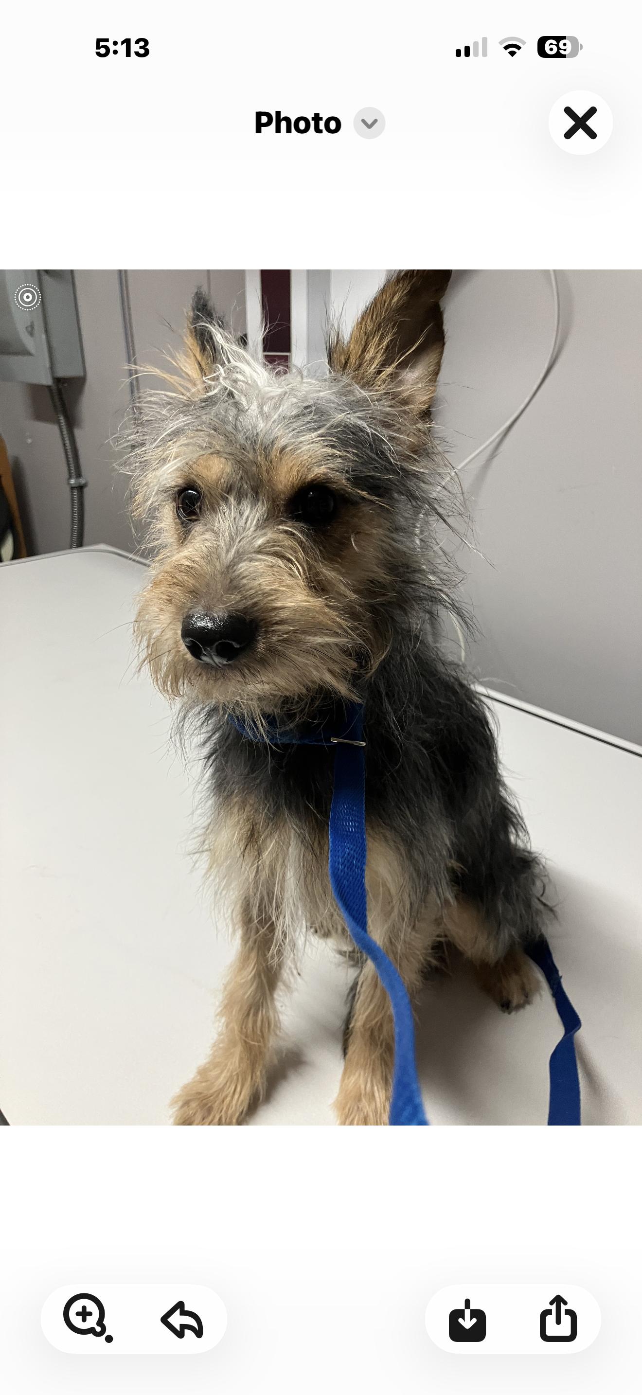 Enlarge Boots, a Adoptable mixed breed image 1/1