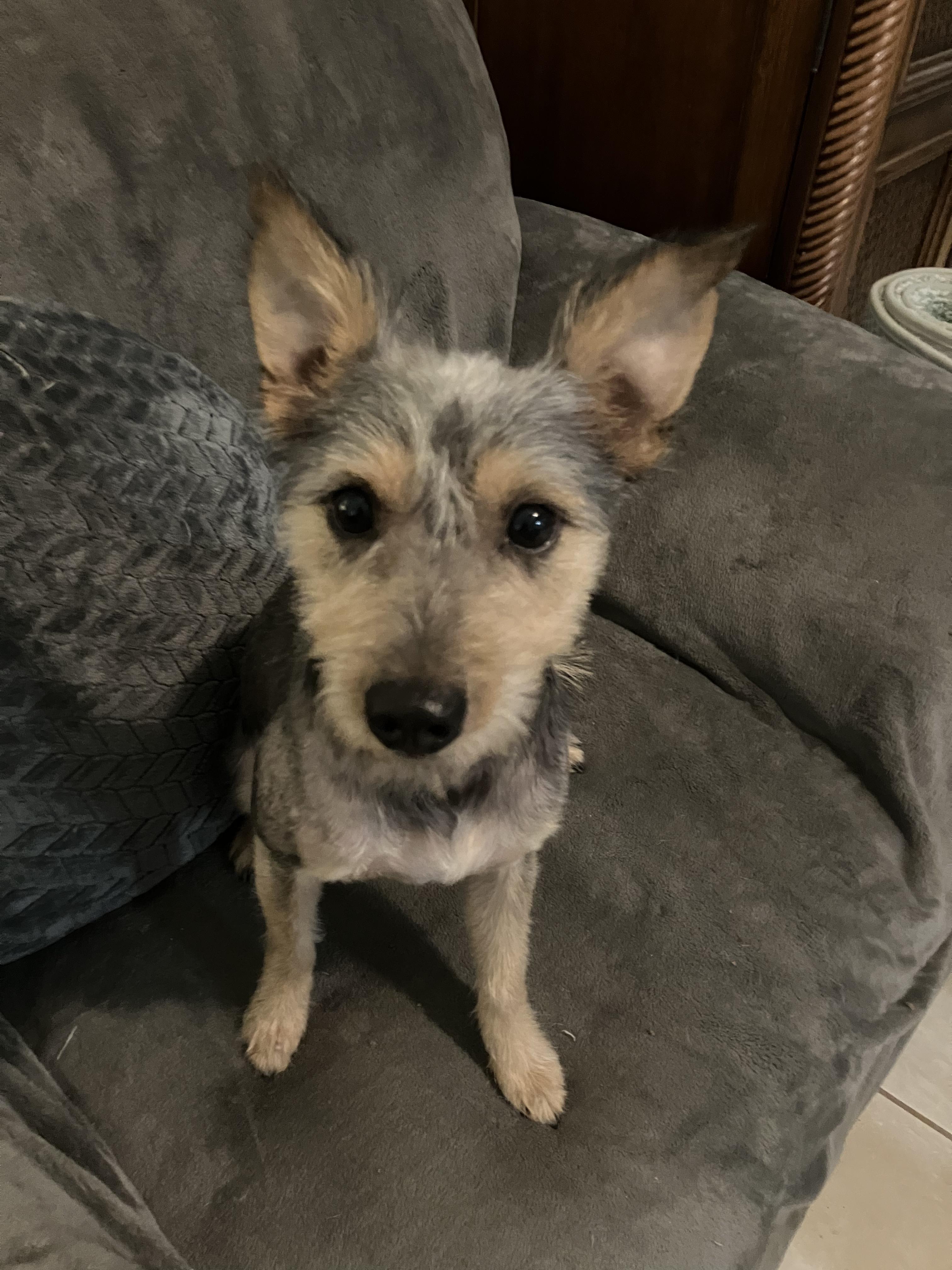 Enlarge Boots, a Adoptable mixed breed in Fort Worth, TX image 1/1