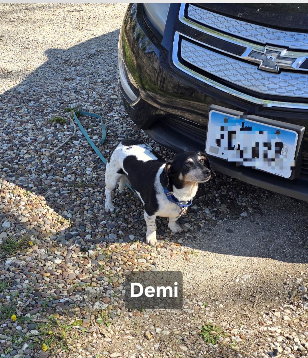 Enlarge Demi, an adopted Dachshund in Wever, IA image 2/5