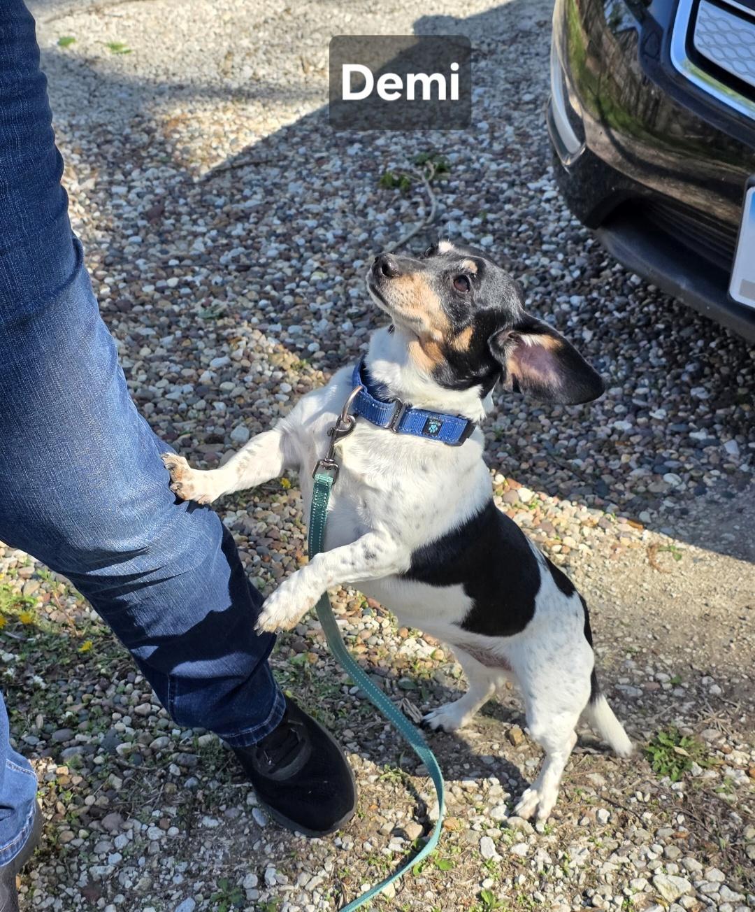 Enlarge Demi, an adopted Dachshund in Wever, IA image 3/5