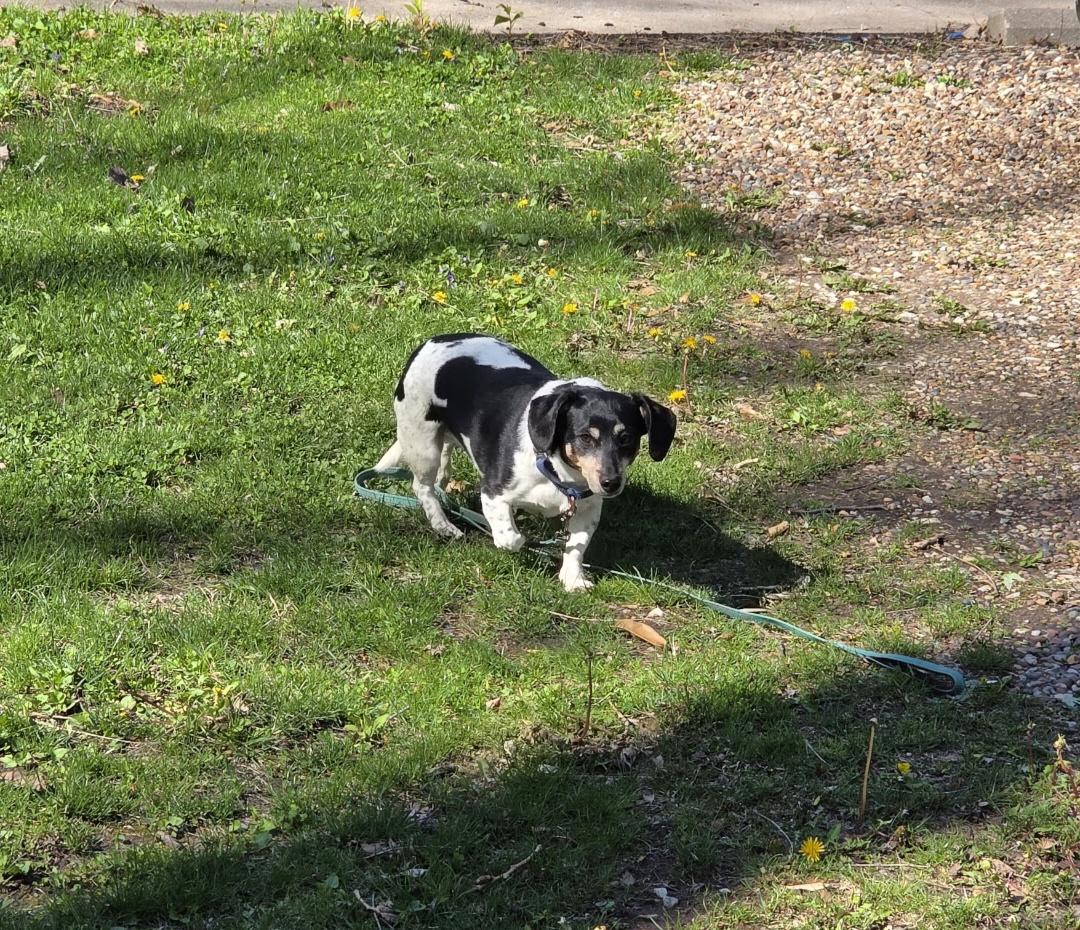 Enlarge Demi, an adopted Dachshund in Wever, IA image 5/5