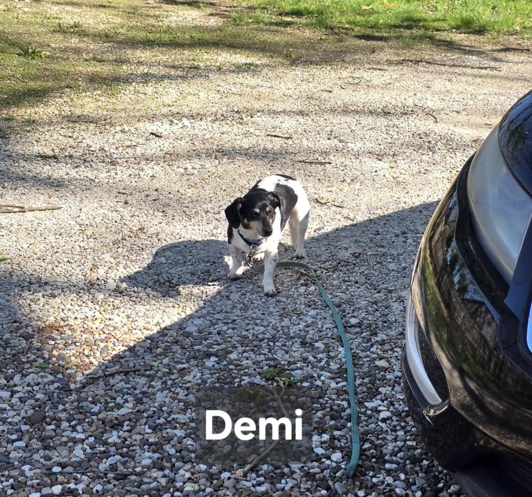 Enlarge Demi, an adopted Dachshund in Wever, IA image 1/5