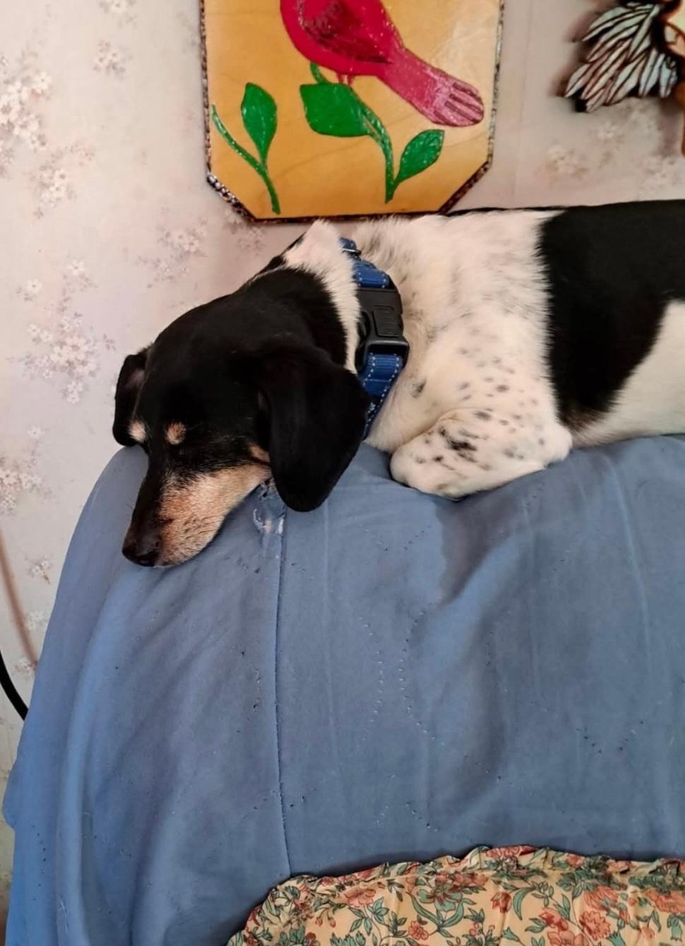 Enlarge Demi, an adopted Dachshund in Wever, IA image 4/5