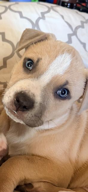 Enlarge Finn, an adopted mixed breed in Tuttle, OK image 2/2