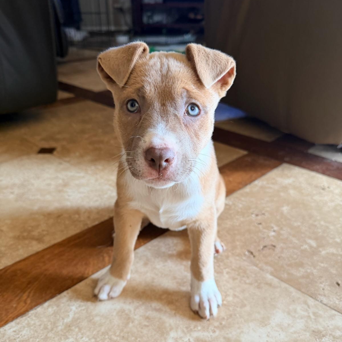 Finn, adopted, Puppy Male Pit Bull Terrier.