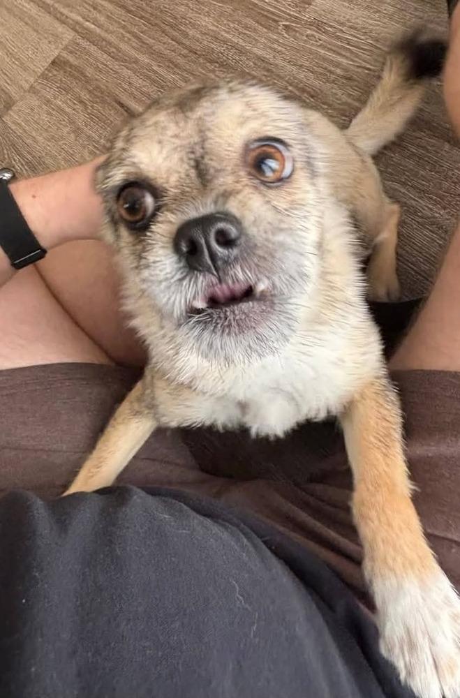 Poppy, Adoptable, Young Female Pomeranian.