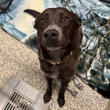 Buck, a ADOPTABLE Mixed Breed in Jackson, MI image 2/3