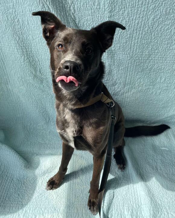 Enlarge Buck, a ADOPTABLE Mixed Breed in Jackson, MI image 2/6